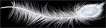 white feather divider by icekat